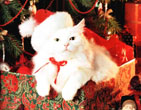 Christmas Wallpapers 255